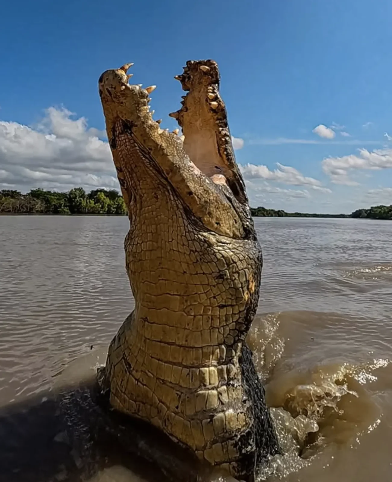 Nile Crocodile